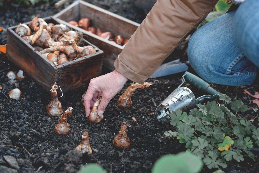 Common Bulb Planting Mistakes