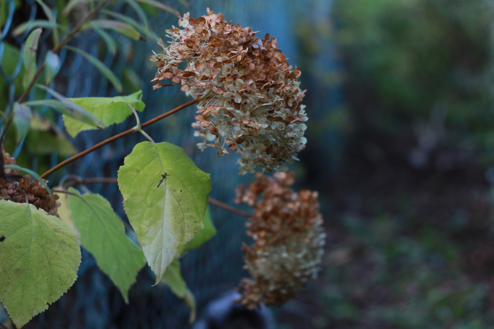 Hydrangea in autumn