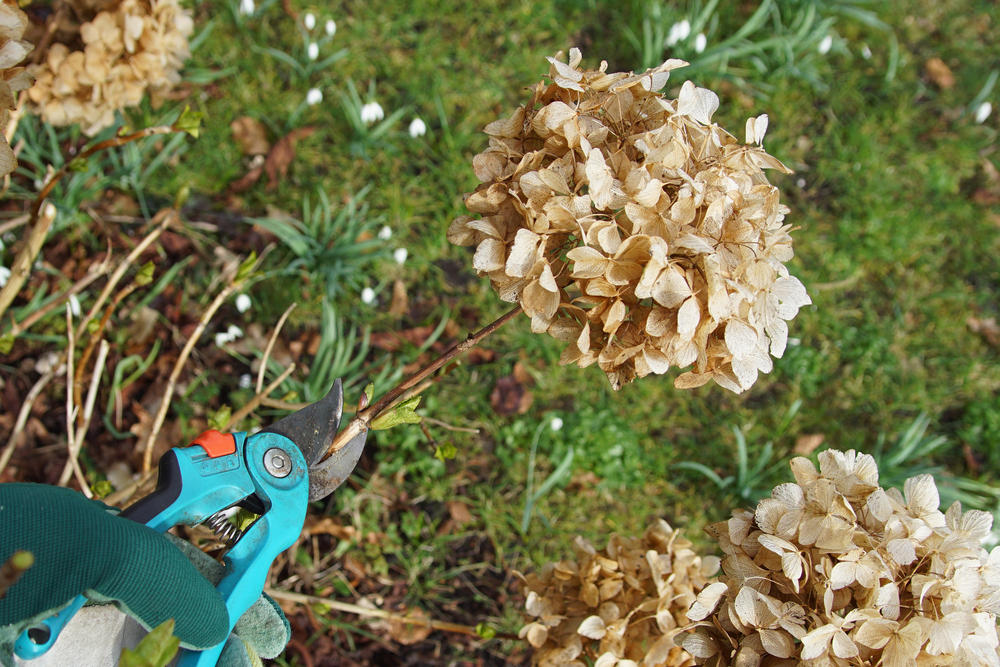 Hydrangea pruning in autumn