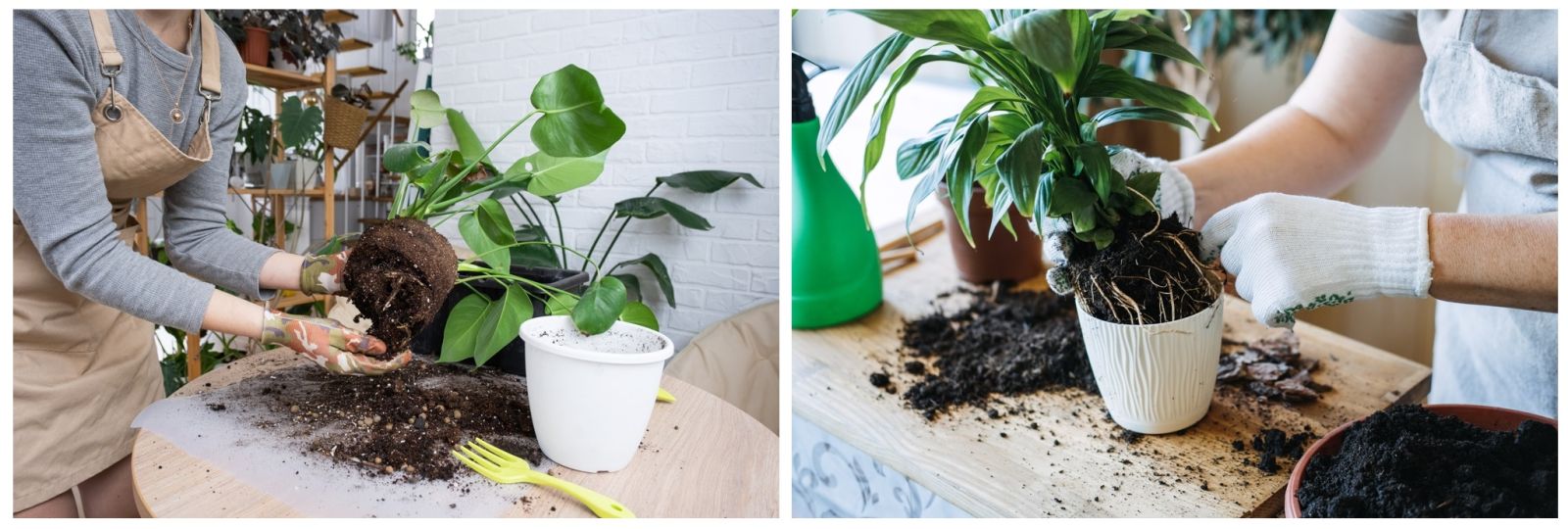 Repotting Houseplants