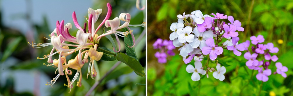 Honeysuckle plant with blooming flowers