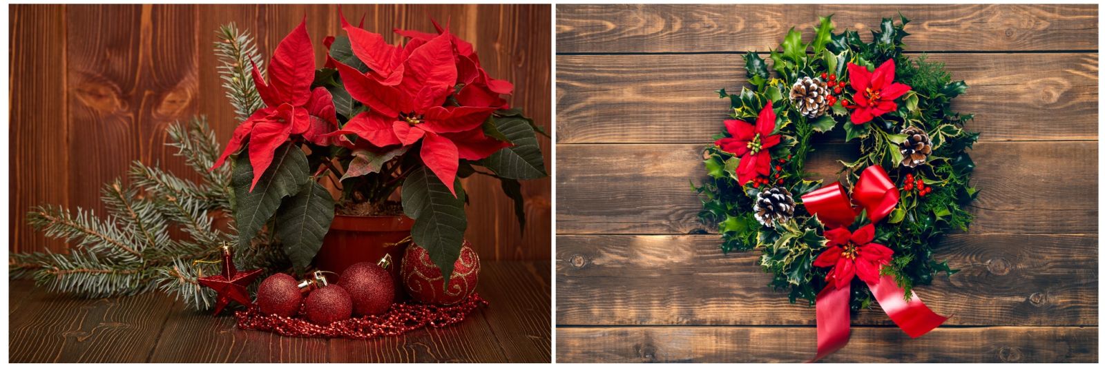 Poinsettia Decoration Ideas