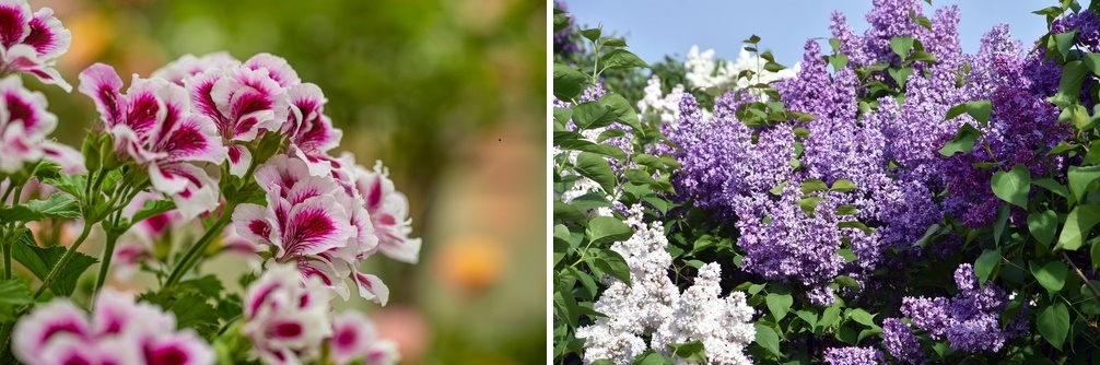 Close-up of Anise Hyssop flowers in bloom