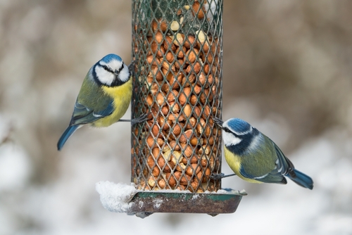 Vogels voeren in de winter