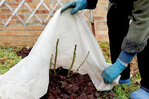 Plant bescherming in de winter