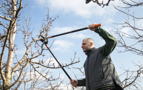 Snoeien en onderhoud van bomen en planten