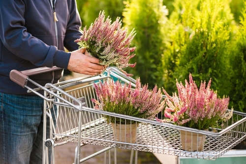 Plantjes kopen in tuincentrum