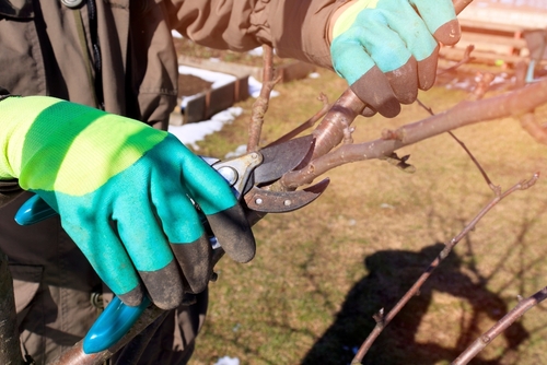 Prune Trees and Shrubs