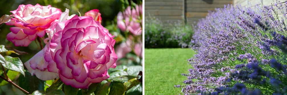 Rosa Gallica blooming alongside lavender