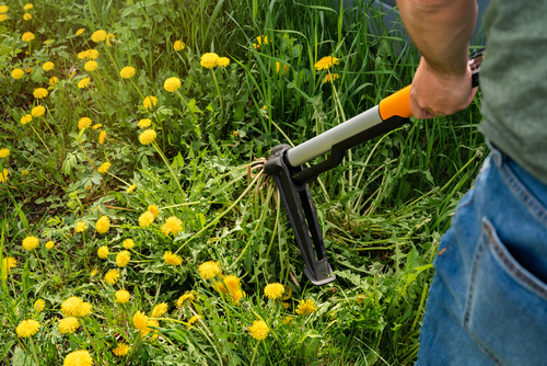 Ergonomic Weeder