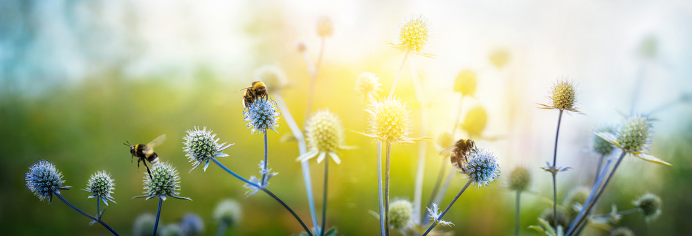 Autumn plants to attract bees and butterflies