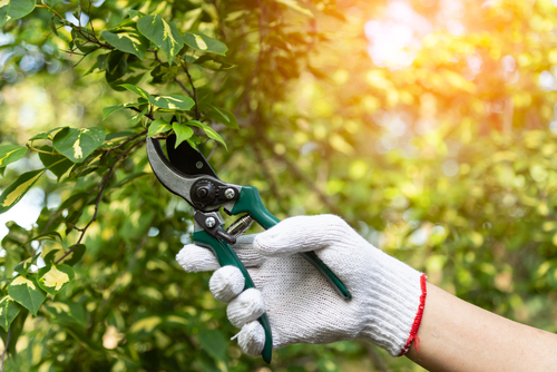 Durable Pruning Shears