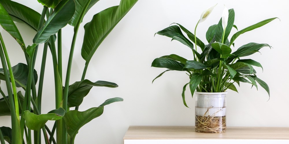 Top Indoor Plants for Winter