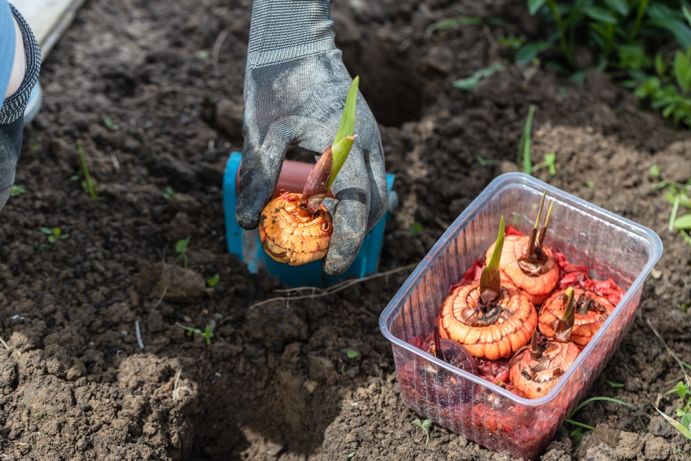 Spring Bulbs Sprouting