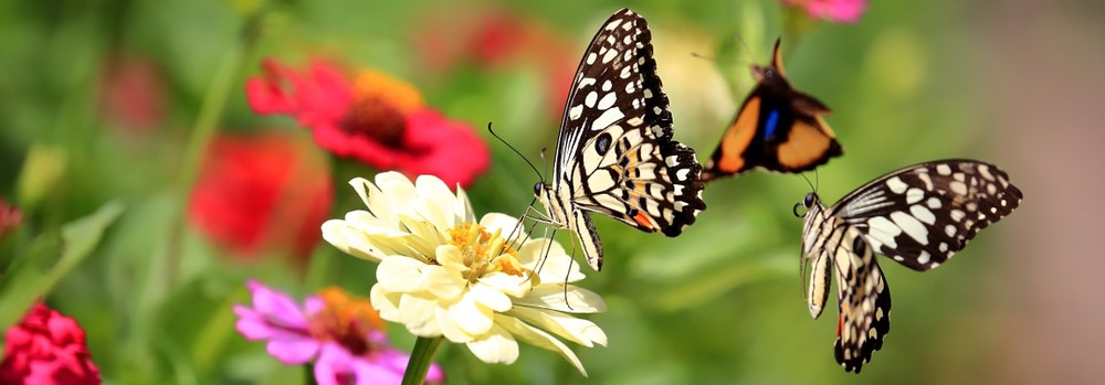 How to Create a Stunning Butterfly Garden