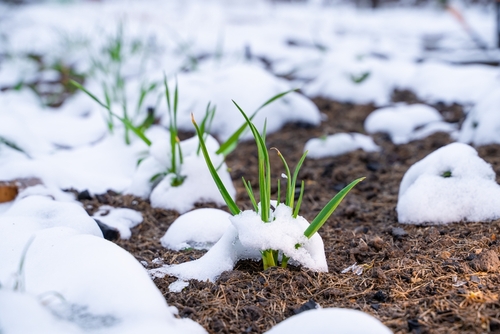 Tidy Up Your Garden Beds