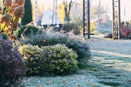 Wintertuin in januari