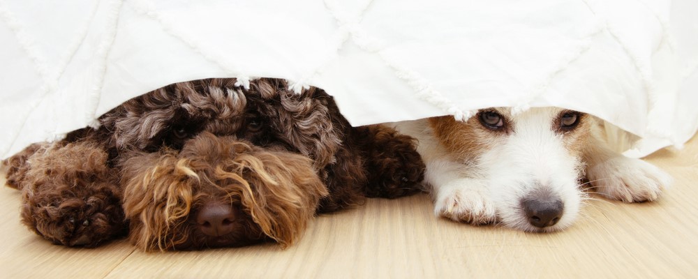 Two afraid or scared dogs below a curtain because of fireworks