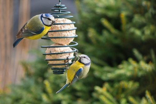 Vetbollen voor vogels in de tuin