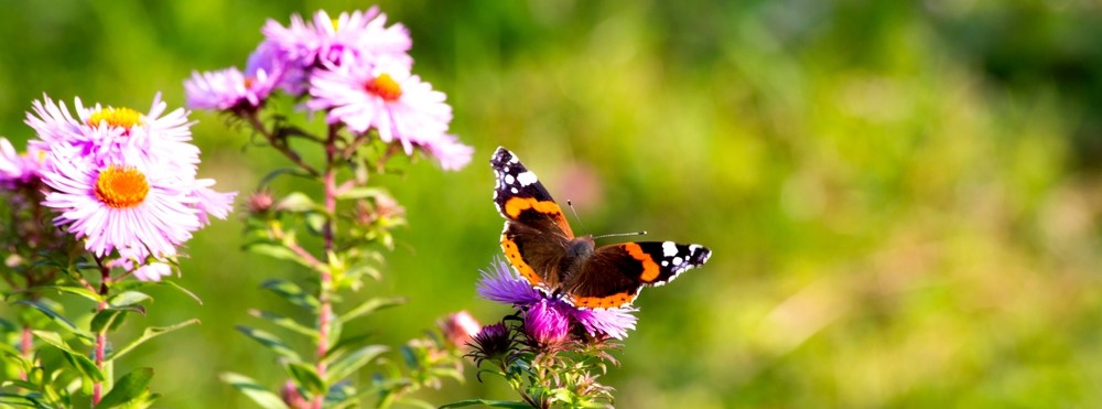 Herfstplanten die bijen en vlinders aantrekken 