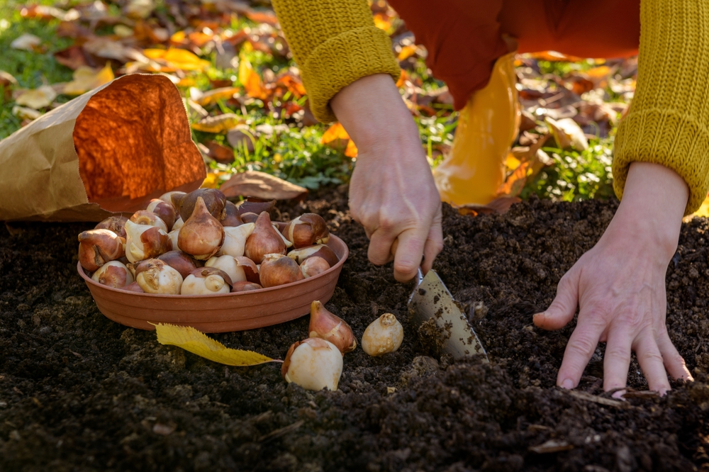 Planting Spring Bulbs